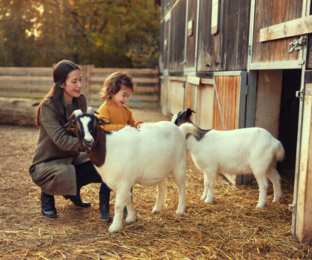 Animal Care